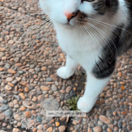 Photo 1/2 Minou Chat perdu à Susville