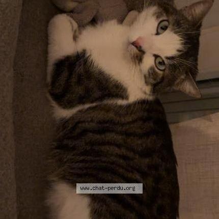 Photo 2/2 Minou Chat perdu à Susville