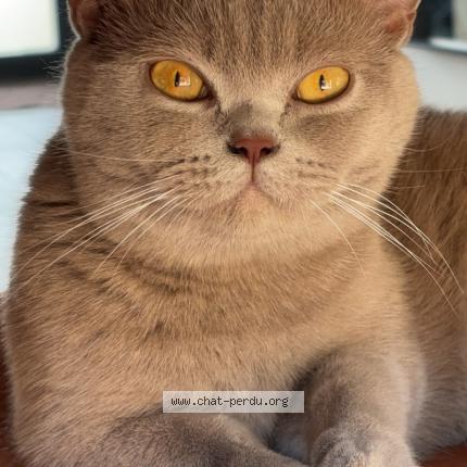 Photo 1/1 Violette Chat perdu à Guerledan