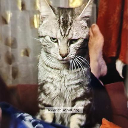 Photo de chat perdu à Castelnau Barbarens