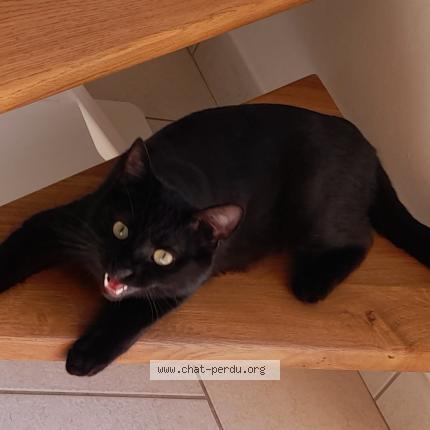 Photo 1/1 OSLO Chat perdu à Azay sur cher