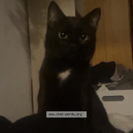 Photo 1/1 Mugen Chat perdu à Salon de provence