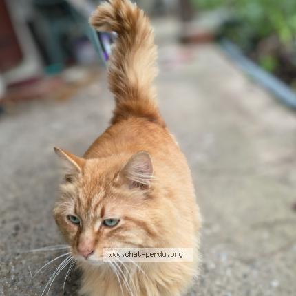 Photo 1/1 Chat trouvé Trouvé à Rochefort