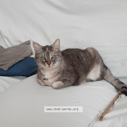 Photo 1/1 HERMINE Chat perdu à La garde