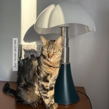 Photo 1/1 Tokyo Chat perdu à Marseille