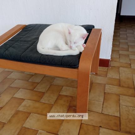 Photo 1/1 Shiro Chat perdu à Bagneres de bigorre