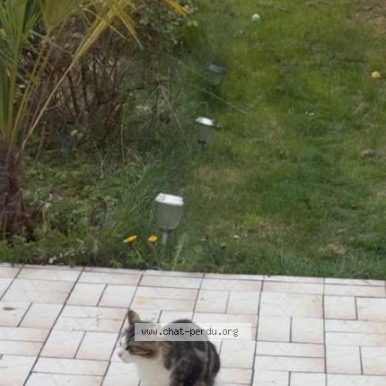 Photo 1/1 Chat trouvé Trouvé à Tremblay en france