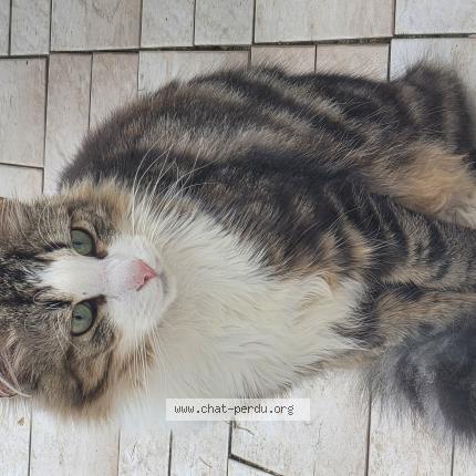Photo 3/5 Chat trouvé Trouvé à Tremblay en france