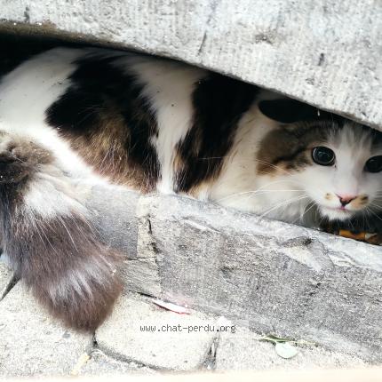 Photo 1/1 Chat trouvé Trouvé à Namur