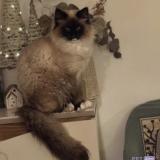 Photo de chat perdu à Saint Mariens