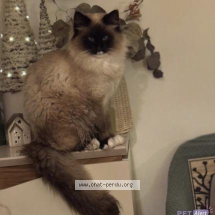 Photo 1/1 Albus Chat perdu à Saint mariens
