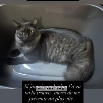 Photo 1/1 Aka Chat perdu à La bretagne