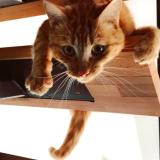 Photo de chat perdu à Lamagdelaine