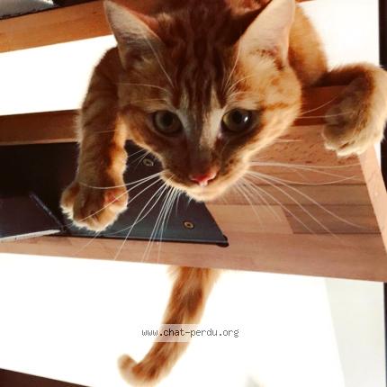 Photo 1/1 Bibi Chat perdu à Lamagdelaine