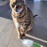 Photo de chat perdu à Vaudreuil Dorion