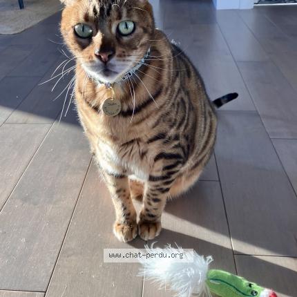 Photo 1/2 Sasha Chat perdu à Vaudreuil dorion