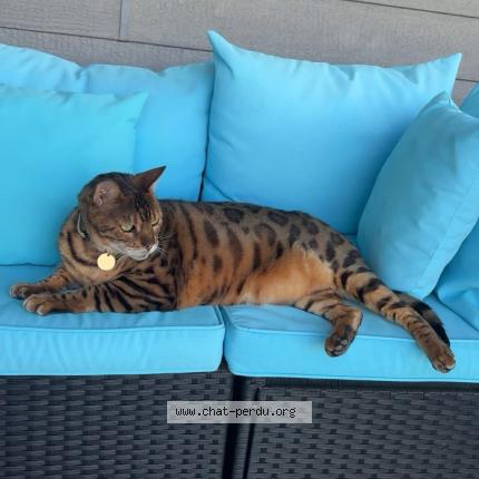 Photo 2/2 Sasha Chat perdu à Vaudreuil dorion