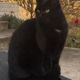 Photo de chat perdu à Forbach