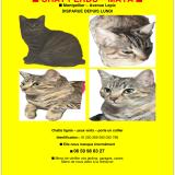 Photo de chat perdu à Montpellier