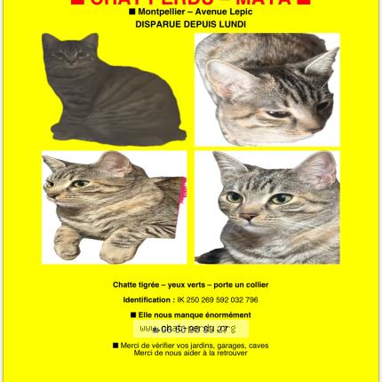 Photo 1/1 Maya Chat perdu à Montpellier