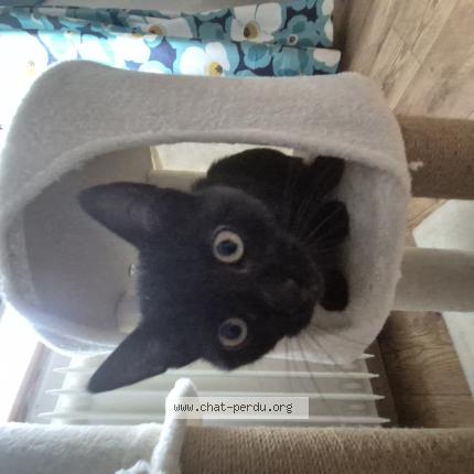 Photo 1/1 Tiger Chat perdu à Ingersheim