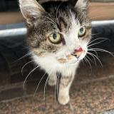 Photo de chat trouvé à Montauban