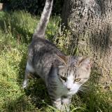 Photo de chat trouvé à Le Ban Saint Martin