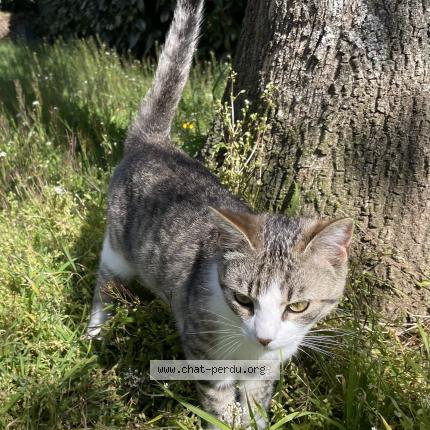 Photo 1/1 Chat trouvé Trouvé à Le ban saint martin