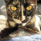 Photo de chat perdu à Libourne