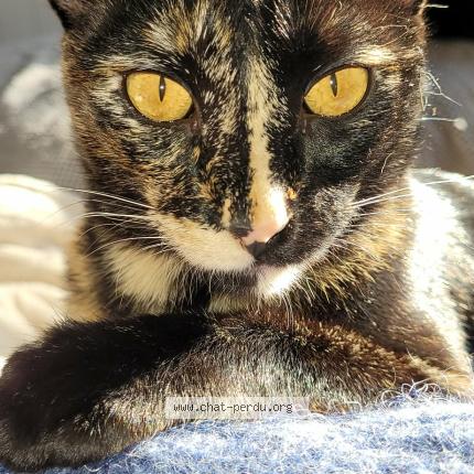 Photo 1/1 Mimine Chat perdu à Libourne