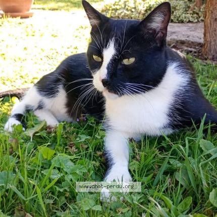 Photo 1/1 ALDO Chat perdu à Echenoz la meline