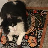 Photo de chat perdu à Rosheim