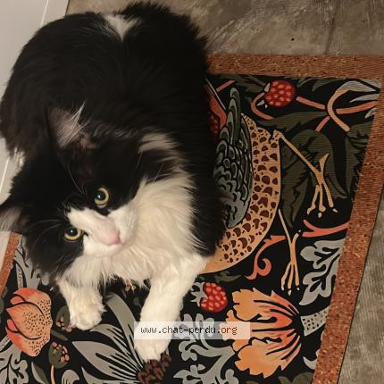 Photo 1/1 Le Chat Chat perdu à Rosheim