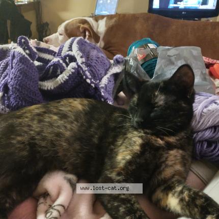 Photo 1/1 Gypsy Chat perdu à Columbus