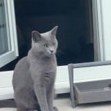 Photo de chat perdu à Roubaix