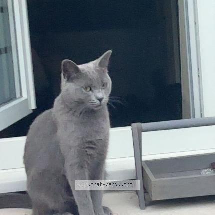 Photo 1/1 Maya Chat perdu à Roubaix