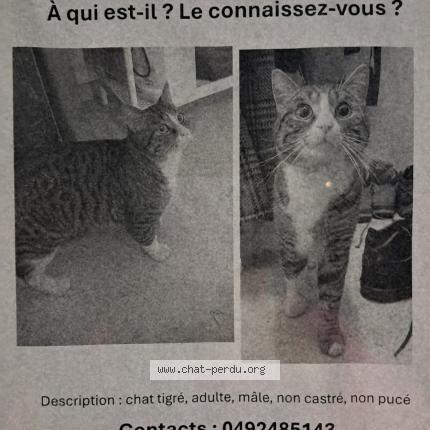 Photo 1/1 Chat trouvé Trouvé à Brussels
