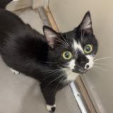 Photo de chat perdu à Louviers