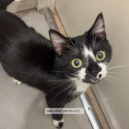 Photo 1/1 Kaylli Chat perdu à Louviers