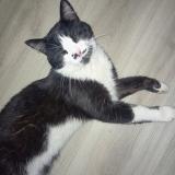 Photo de chat perdu à Foix