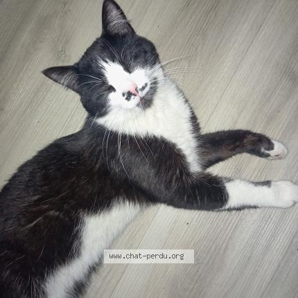 Photo 1/1 Anubis Chat perdu à Foix