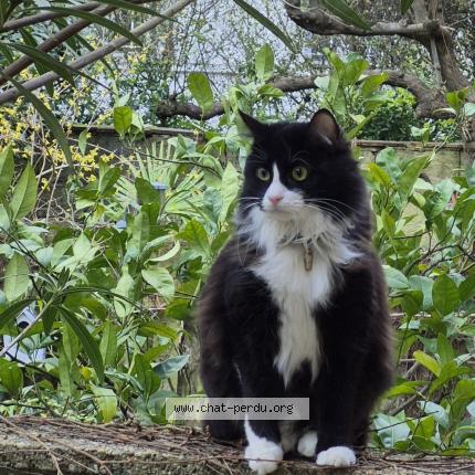 Photo 1/1 ZORRO Chat perdu à Bordeaux