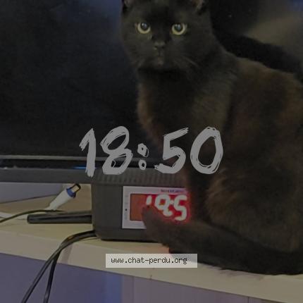 Photo 1/1 Ghost Chat perdu à Is sur tille