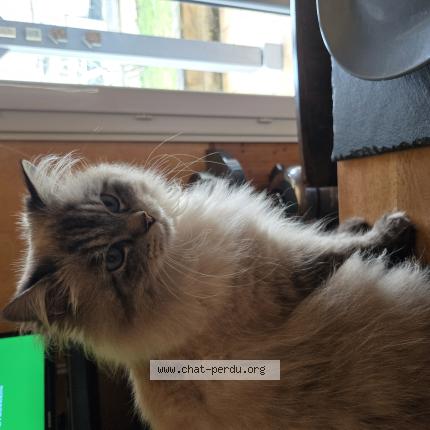 Photo 1/1 Siegfried Chat perdu à Saint beauzire