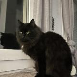 Photo de chat perdu à Lyon