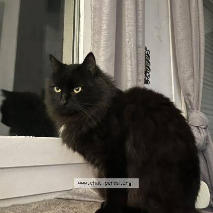 Photo 1/1 Lunar Chat perdu à Lyon