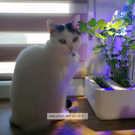 Photo 1/1 Zelda Chat perdu à Lapugnoy