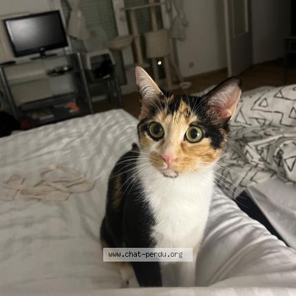 Photo 1/1 Vicky Chat perdu à Arcachon