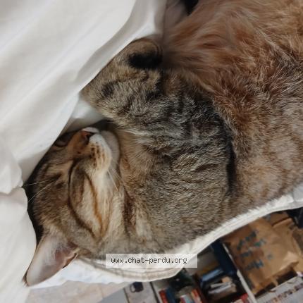 Photo 1/1 Léo Chat perdu à Josselin
