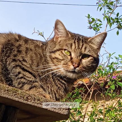 Photo 1/1 Gluglu Chat perdu à Thuir